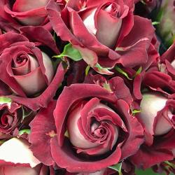 Роза спрей Тирамису (Tiramisu)