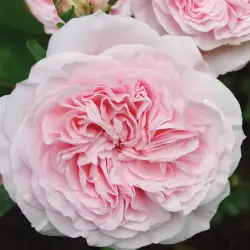 Роза флорибунда Мария Терезия